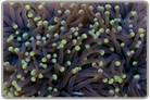 Yellow/Green Tipped Torch Coral